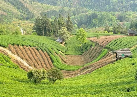 �����������ºô�ׯ�滮�������塱 ����������䡰��������