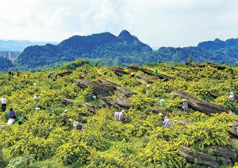 ������ɽ��һ��ɽ����������19��Ԫ�ۺϲ�ֵ